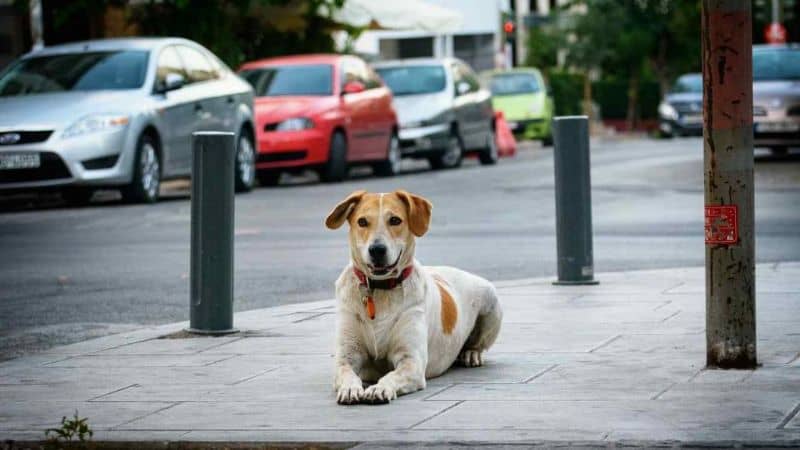 blog perros móvil