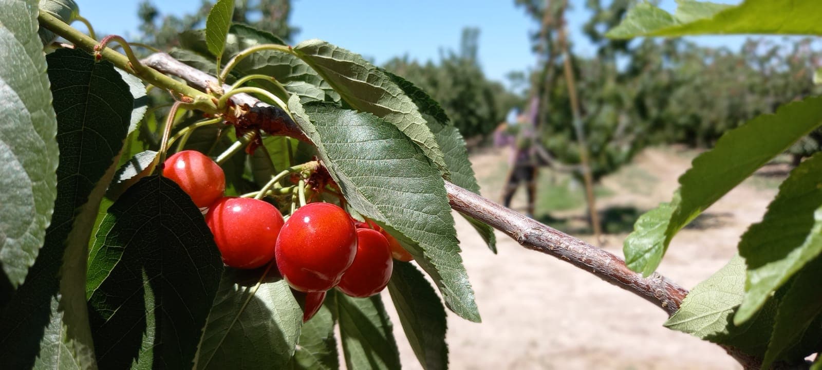 En busca de nuevos mercados, Mendoza será sede del 2º Seminario Internacional de Cerezas Frescas Tempranas